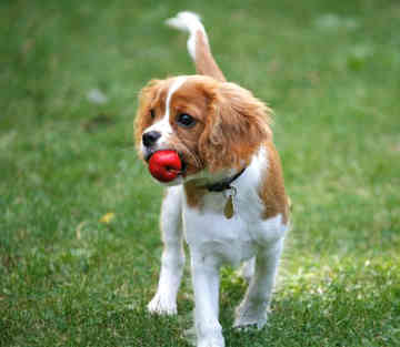 cavalier-king-charles-spaniel-0105