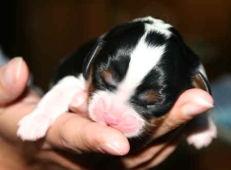 RN_Dog_Cavalier_King_Charles_Spaniel_07