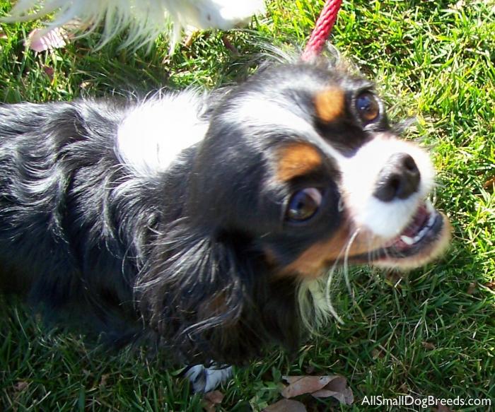 3901-cavalier-king-charles-spaniel-21