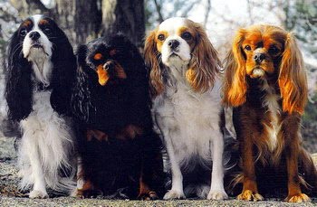 Cavalier%20King%20Charles%20Spaniel,by%20Drienican_1