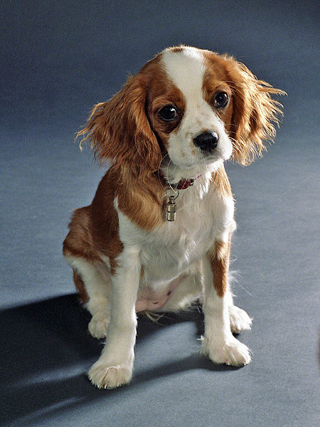 cavalier_king_charles_spaniel_large