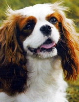 Cavalier%20King%20Charles%20Spaniel,by%20Drienican_4