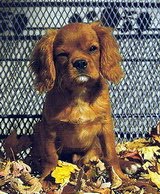 Cavalier%20King%20Charles%20Spaniel_13 - Copy (2)