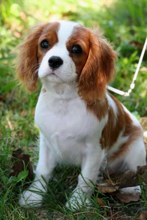 cavalier_king_charles_spaniel-13617