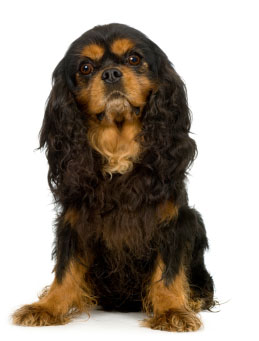 cavalier-king-charles-spaniel