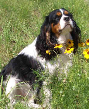 cavalier-king-charles-spaniel-0104