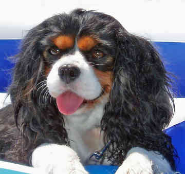 cavalier-king-charles-spaniel-00971232597021