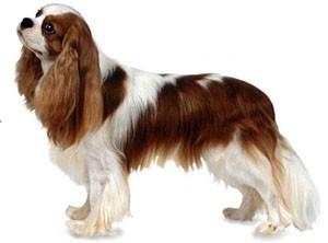 cavalier_king_charles_spaniel.jpg